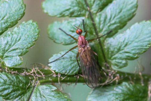 Empis stercorea